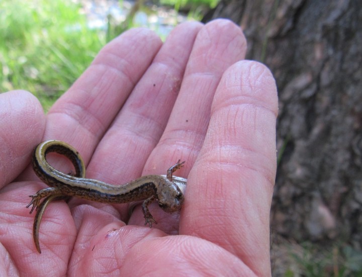 Northern Two-lined Salamander